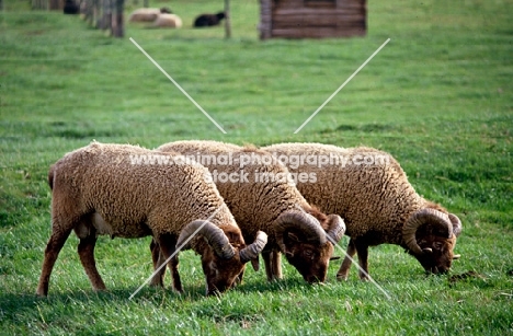 castlemilk moorit sheep grazing at cotswold farm park