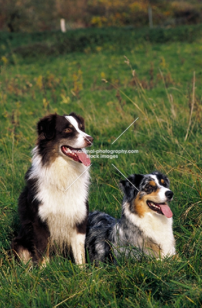 austrlian shepherd pair, lying down