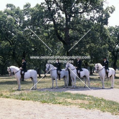 Lipizzaners and riders awaiting start of display at lipica