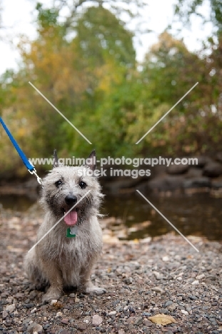 Happy wheaten Cairn terrier sitting in front of creek on rocks.