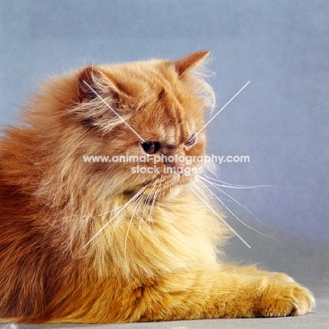 red longhair Persian cat