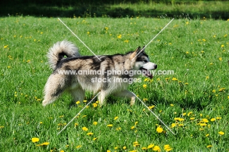 Alaskan Malamute walking in field