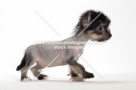 Chinese Crested puppy, full boday, white background