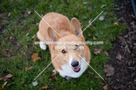 Red Pembroke Corgi sitting on grass, looking up at camera.