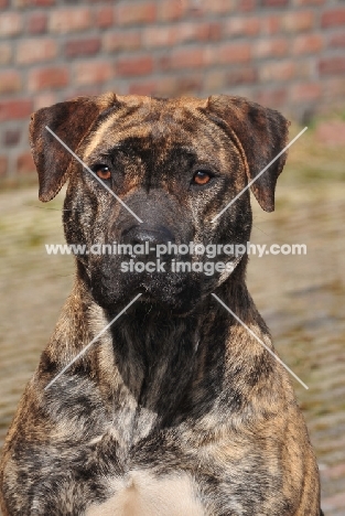 brown and black Cimarron Uruquayo dog, standing on pavement and looking at camera