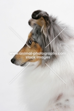 Australian Grand Champion Shetland Sheepdog, profile