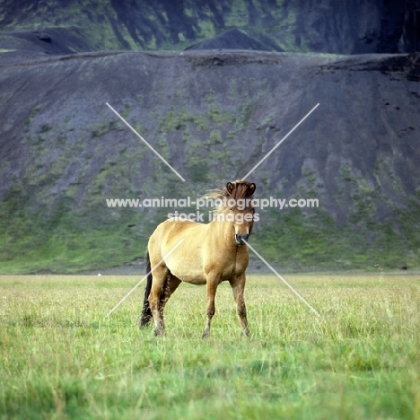 Iceland horse at Kalfstindar