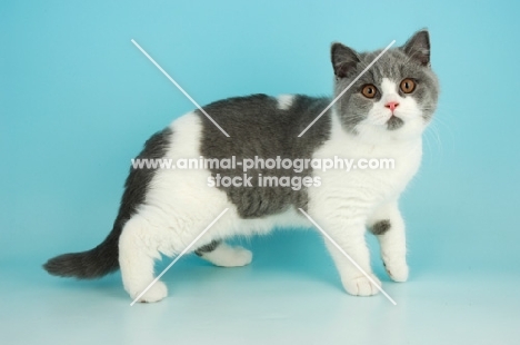 british shorthair cat standing, bi-colour, blue and white