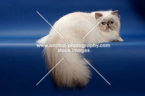 10 month old Blue Tortie Point Himalayan cat lying down showing her fluffy tail, (Aka: Persian or Colourpoint)