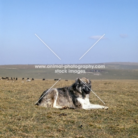 caucasian owtscharka, caucasian sheepdog, kabardine horses in background, in caucasian mountains