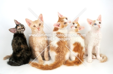 five La Perm kittens