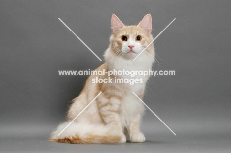 Norwegian Forest Cat sitting down, Cream Mackerel Tabby & White