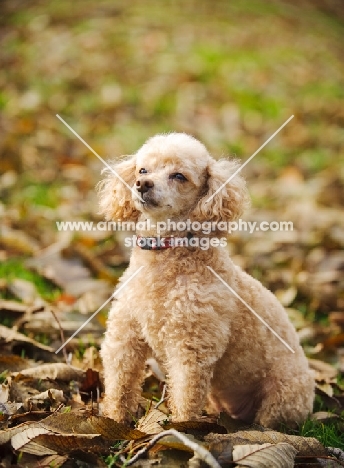 apricot coloured toy Poodle sitting on leaves