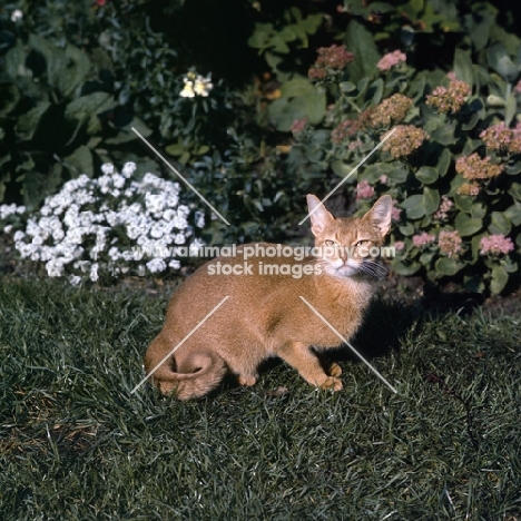 int ch dockaheems caresse  red abyssinian cat sitting on grass with slit eyes