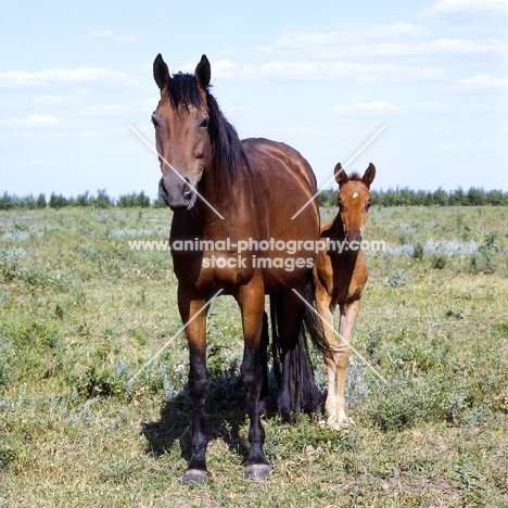 Budyonny mare with foal