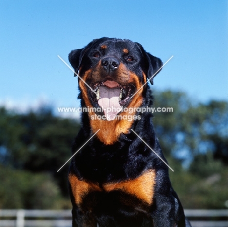 happy rottweiler