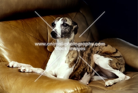 ch nutshell of nevedith, whippet resting in chair