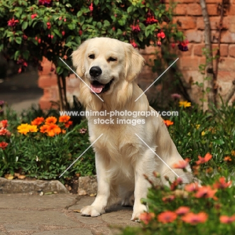 golden retriever sitting in garden