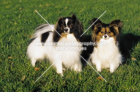 papillon and phalene