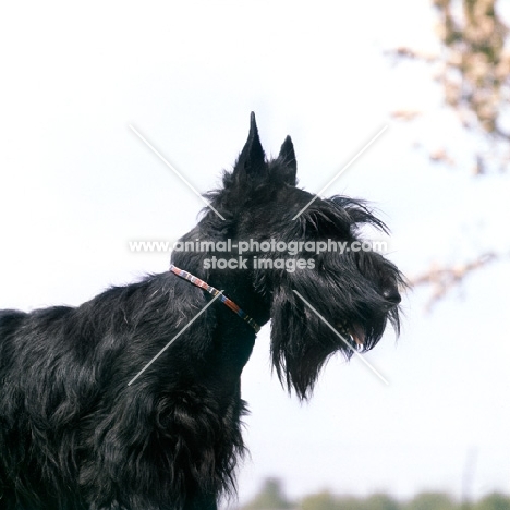 head shot looking up at scottish terrier