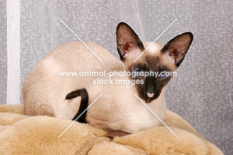 seal point Siamese cat lying on  a rug