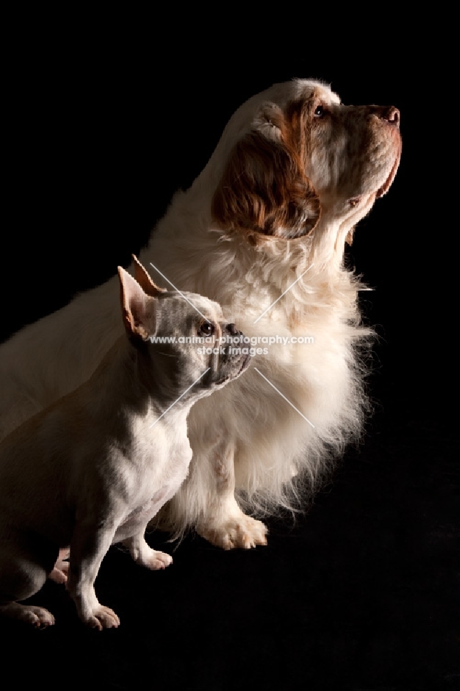 side view of clumber spaniel and french bulldog 