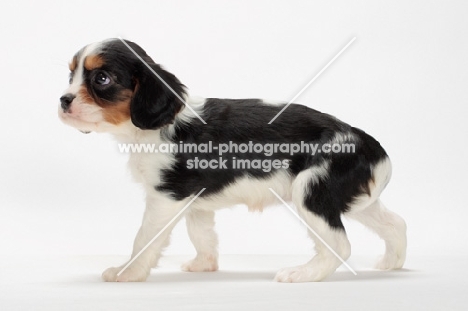tri coloured Cavalier King Charles Spaniel puppy, side view