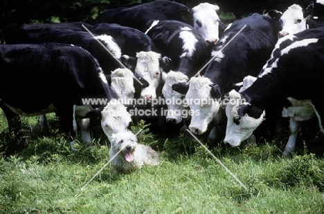glen of imaal terrier sitting, watched by a herd of cattle