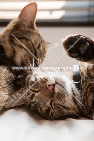 One tabby cat grooming another tabby cat
