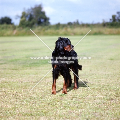 gordon setter front view