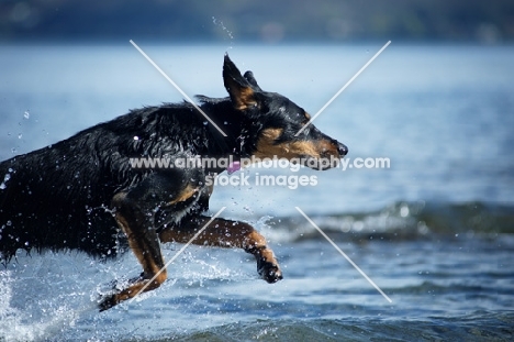 black and tan dobermann crossjumping in blue water
