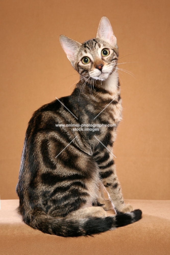 Sokoke sitting, 4 month Brown Marble Tabby Male, Aaliyah Tambico