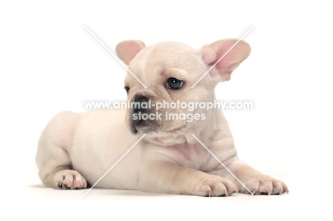 French Bulldog puppy on white background