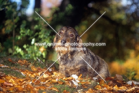 wirehaired dachshund, little dog lost in forest