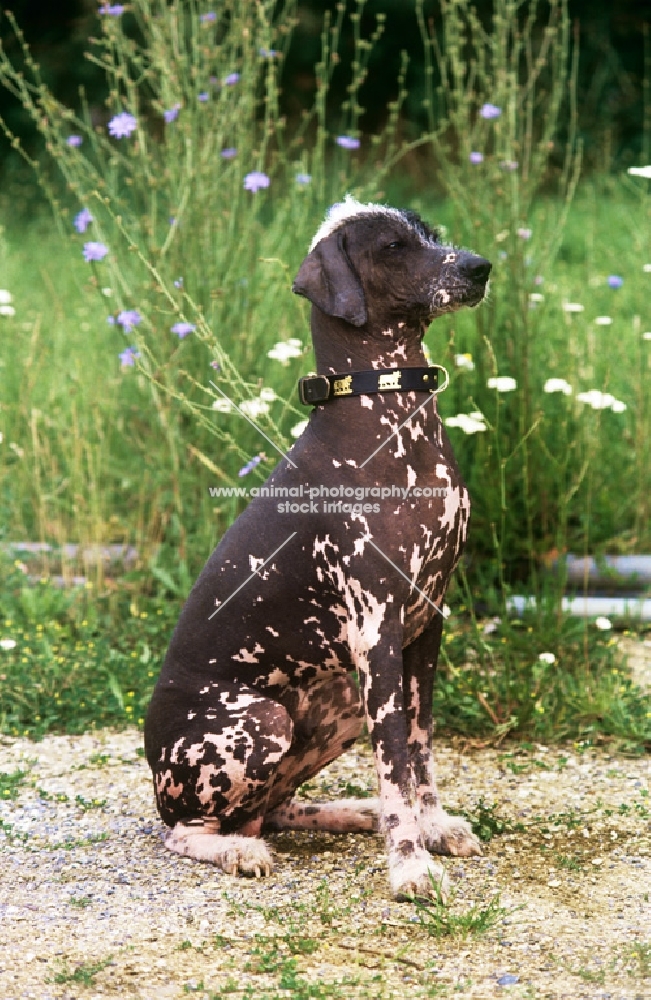 brilliant elimar, peruvian hairless dog sitting with flowers