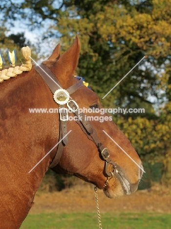 Suffolk Punch portrait, profile