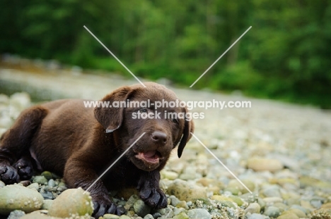 Chocolate Labrador Retriever puppy lying in the beach.