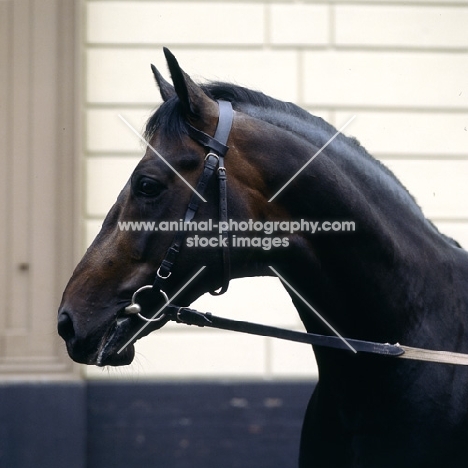 Laibach, hanoverian stallion at celle, head and shoulders,  
