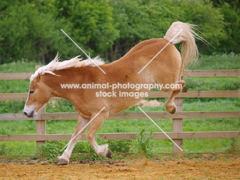 Haflinger bucking