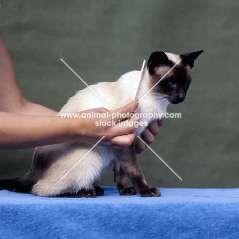 seal point siamese cat being combed