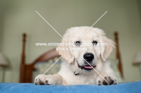 Golden retriever lying on bed.