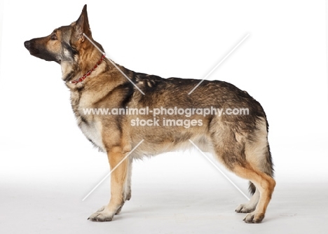 German Shepherd Dog, looking ahead