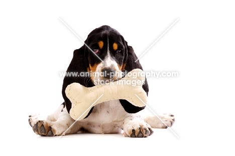 Basset Hound cross Spaniel puppy lying down isolated on a white background with a toy bone