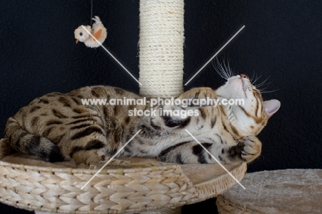 Bengal cat playing with toy on a scratch post, belly up, black background