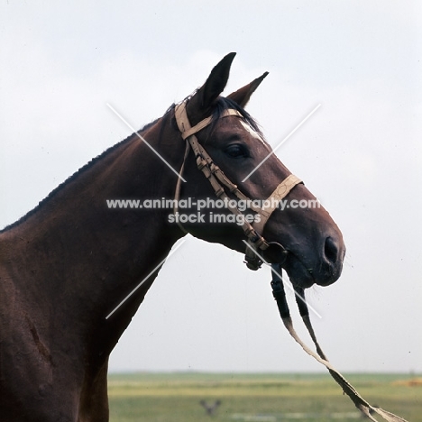 North Star mare head study at Mezőhegyes