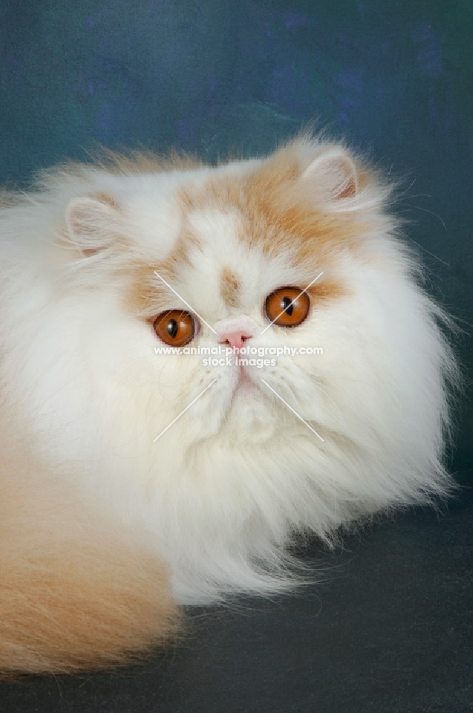 fluffy cream and white persian cat portrait