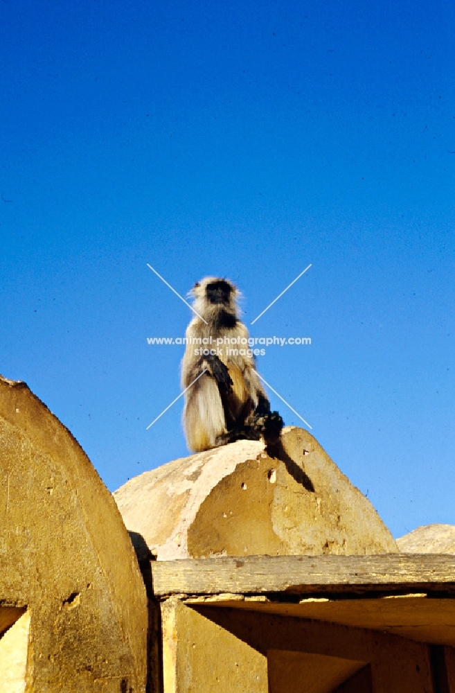 grey langur sitting on a building