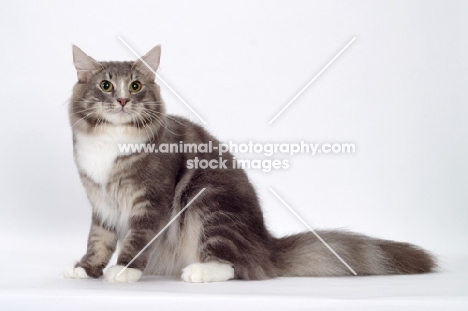 Blue Classic Tabby & White Norwegian Forest cat sitting down