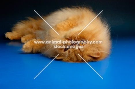 complacent red Persian