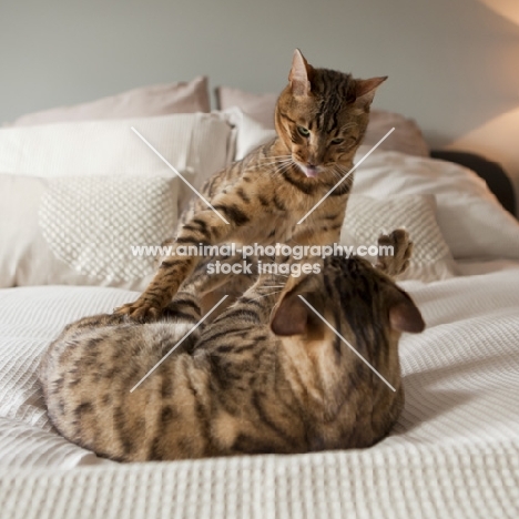 two Bengal cats play fighting on bed together
